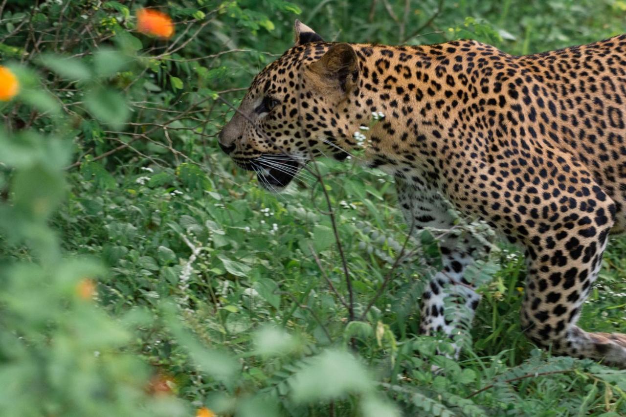 Funky Leopard Safari Lodge Bordering Yala National Park Катарагама Екстериор снимка