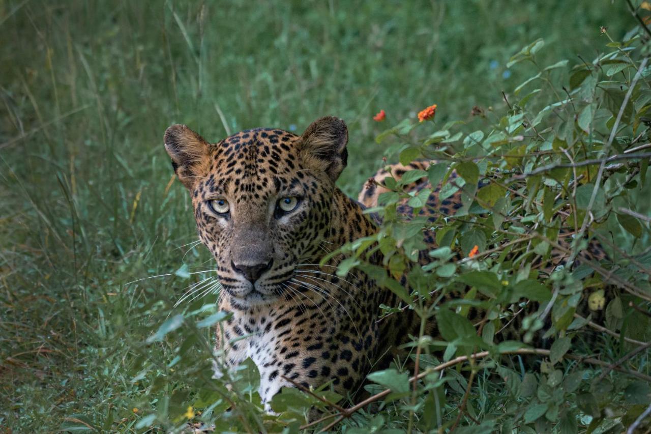 Funky Leopard Safari Lodge Bordering Yala National Park Катарагама Екстериор снимка