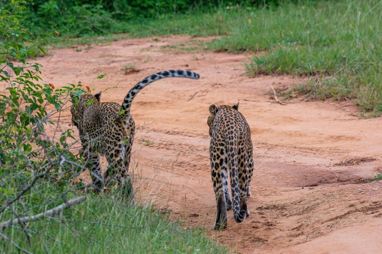 Funky Leopard Safari Lodge Bordering Yala National Park Катарагама Екстериор снимка